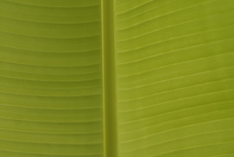 Flowers – Spring Variety